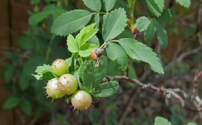 Rose Gall Wasps