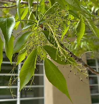 Green Ash Urbanite FLOWER.jpg