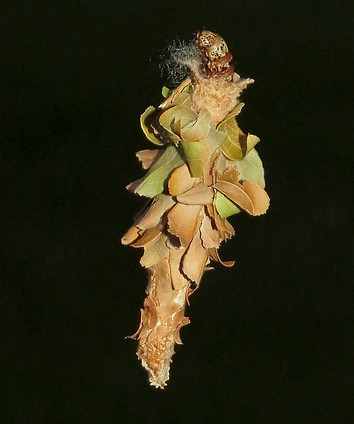 Bagworm