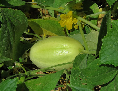Cucumber