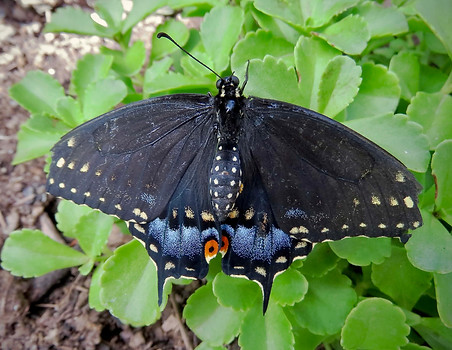 Black Swallowtail