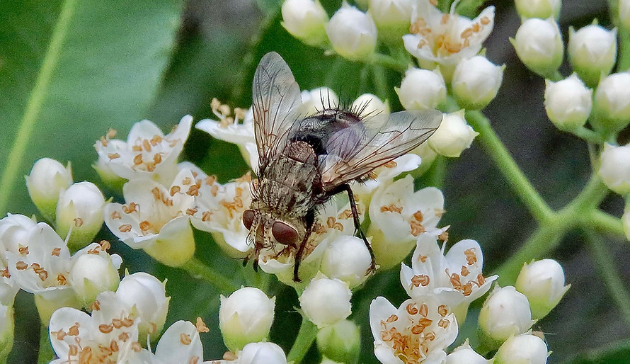 Tracinid Fly