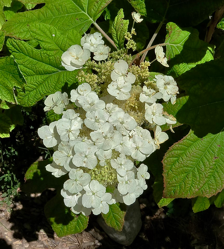 Oakleaf Hydrangea 