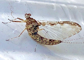 Mayfly