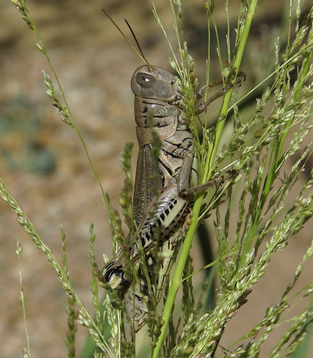 Differential Grasshopper
