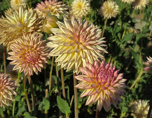 Garden Dahlia