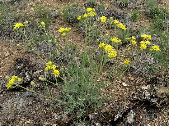  Fineleaf Woollywhite