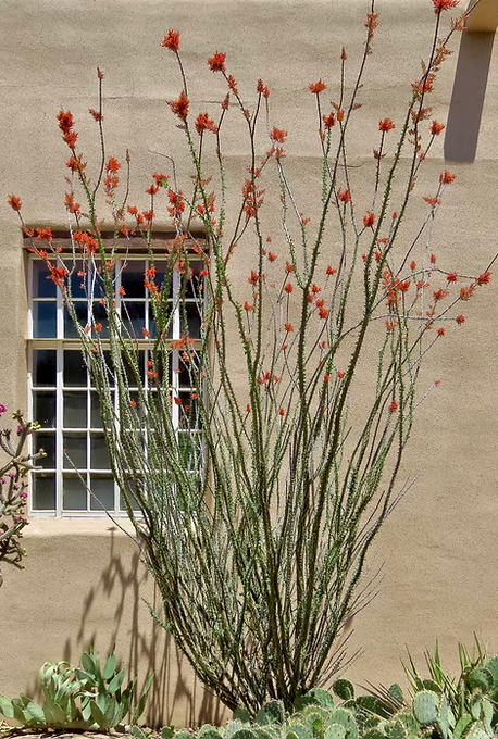 Ocotillo
