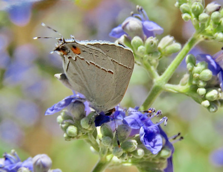 Gray Hairstreak