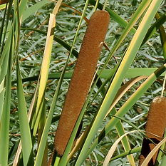 Cattail