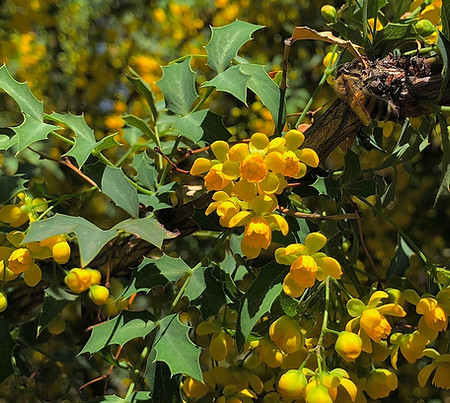 Fremont Barberry
