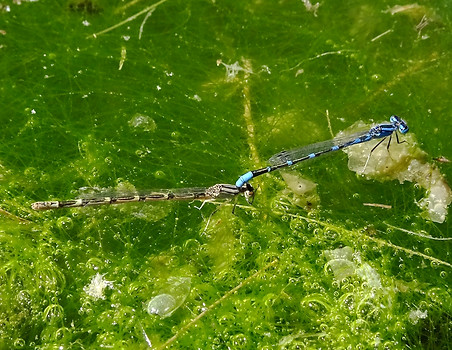 Arroyo Bluet