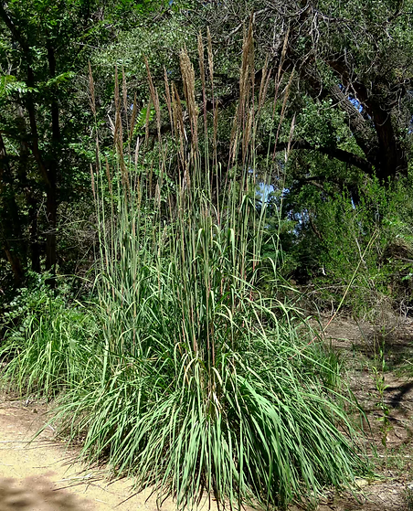 Reed Grass
