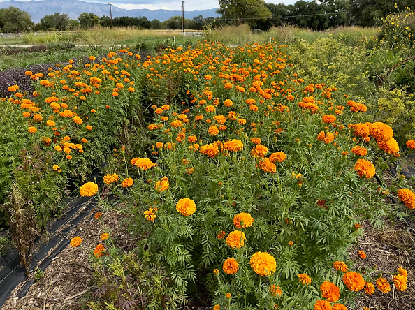 Mexican Marigold
