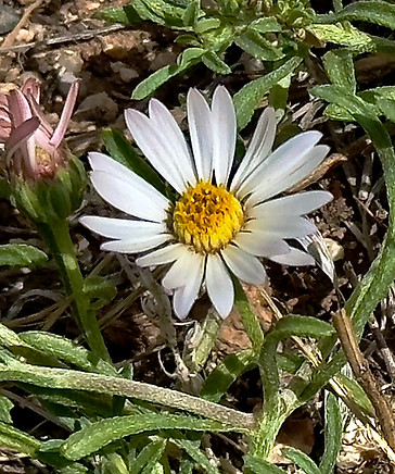 Grounddaisy