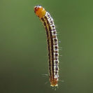 American Sunflower Moth