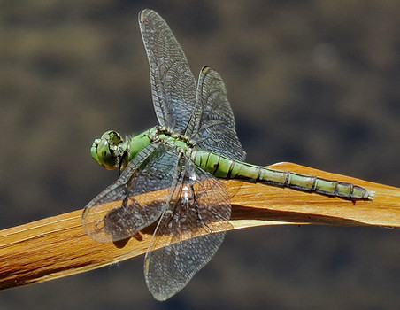 Western Pondhawk