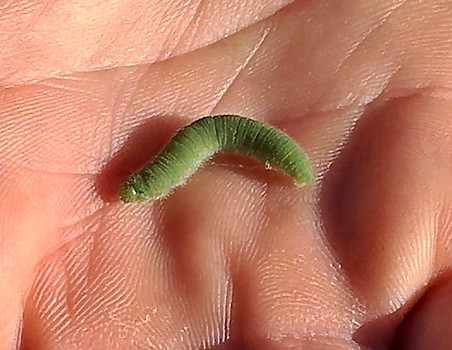 Cabbage White Caterpillar