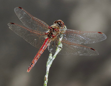 Varigated Meadowhawk