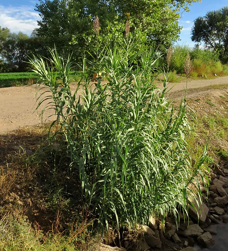 Giant Reed