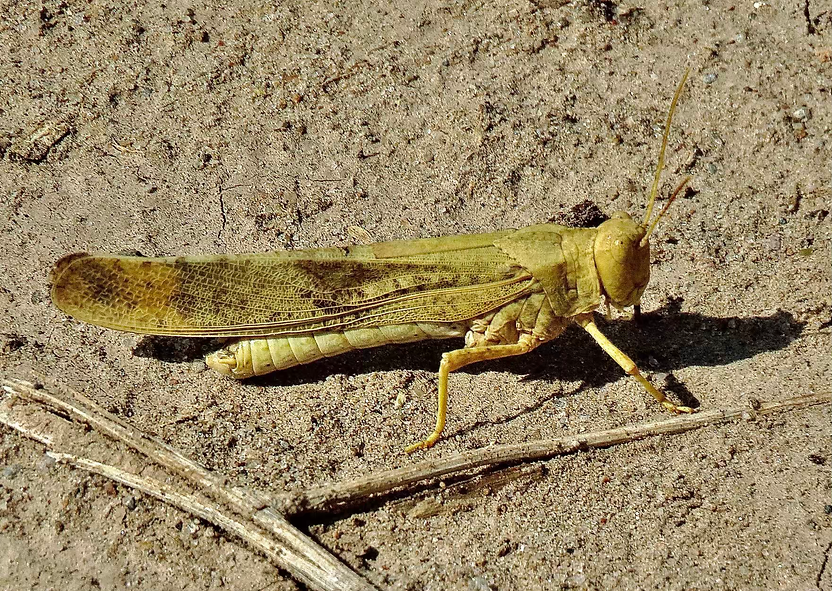 Carolina Grasshopper