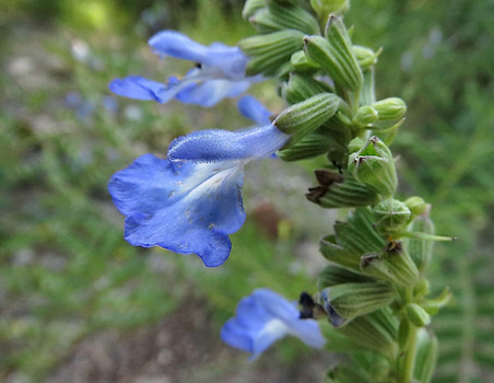 Blue Sage FLOWER.jpg