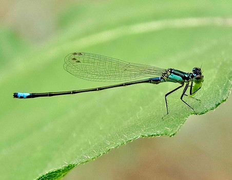 Plains Forktail