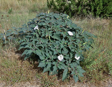 Sacred Datura PLANT.heic