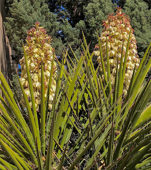 Yucca treculiana