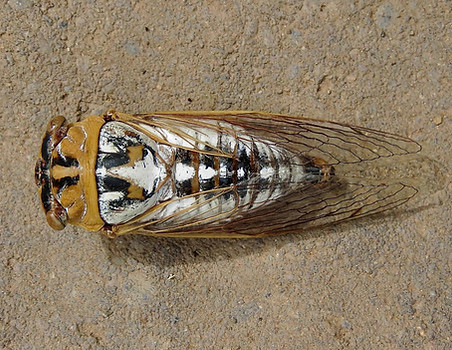 Plains Cicada 