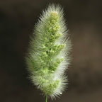 Rabbitfoot Grass
