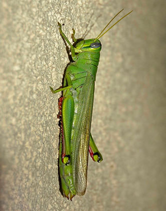 Green Bird Grasshopper