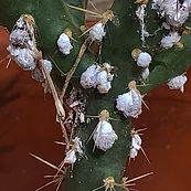 Cochineal Bug