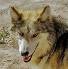 Mexican Wolf 