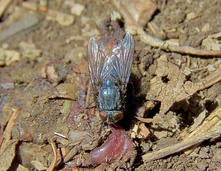 Bluebottle Fly 2.jpeg