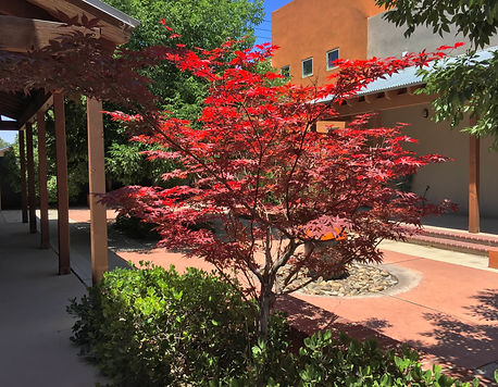 Japanese Maple