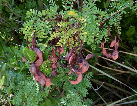 Catclaw Acacia Pods.jpg