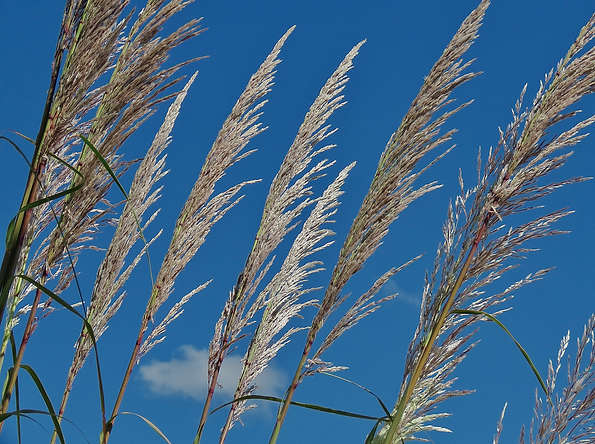 Ravenna Grass