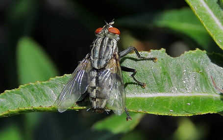 Flesh Fly