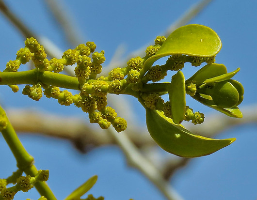 Broadleaf Mistletoe