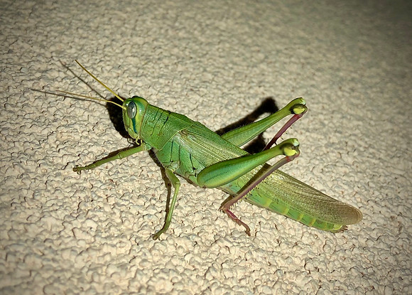  Green Bird Grasshopper