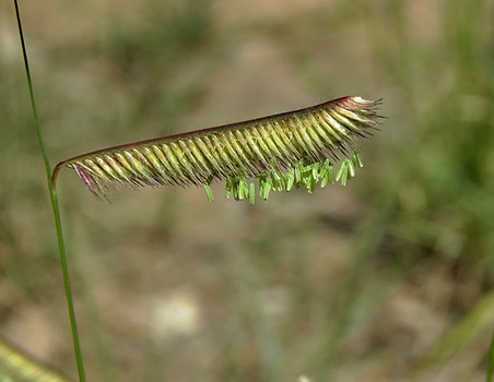 Blue Grama