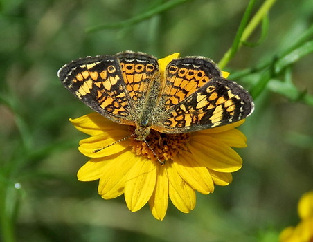 Pearl Crescent 