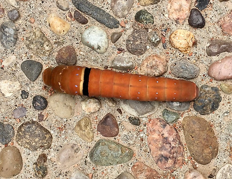Two-Tailed Swallowtail Caterpillar.jpeg