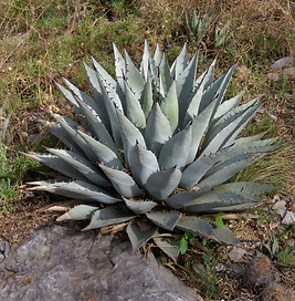 Parry's Agave