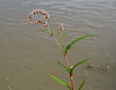 Pale Smartweed