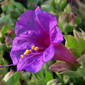 Colorado Four O'Clock