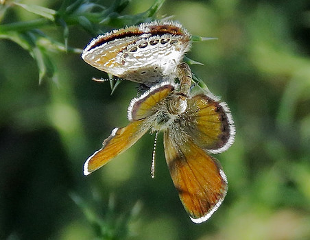Western Pygmy Blue