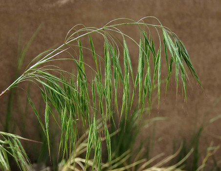 Cheatgrass