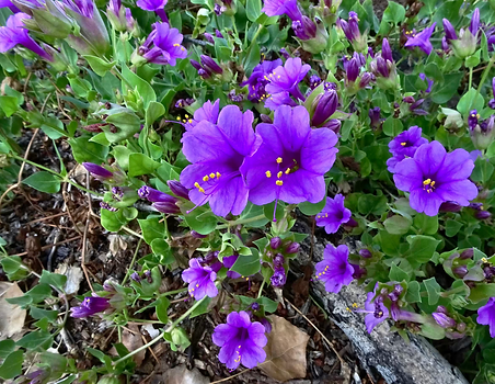 Colorado Four O'Clock